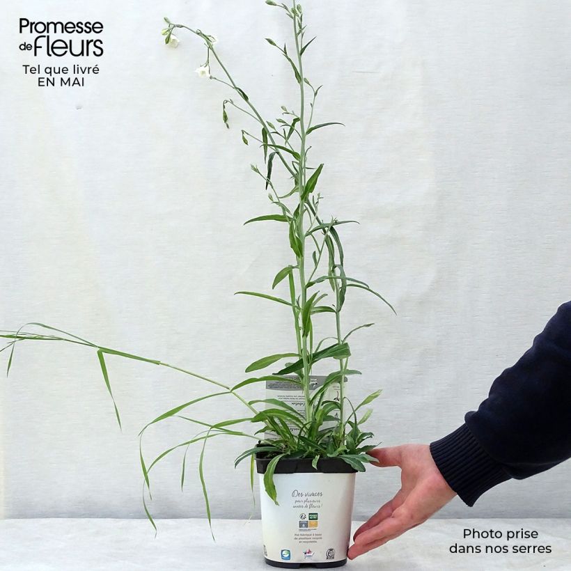 Spécimen de Campanule à feuilles de pêcher - Campanula persicifolia Alba en pot de 2/3 litres tel que livré au printemps