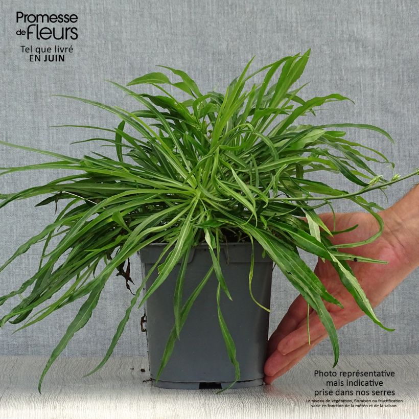 Spécimen de Campanule à feuilles de pêcher - Campanula persicifolia Alba Pot de 2L/3L tel que livré en été
