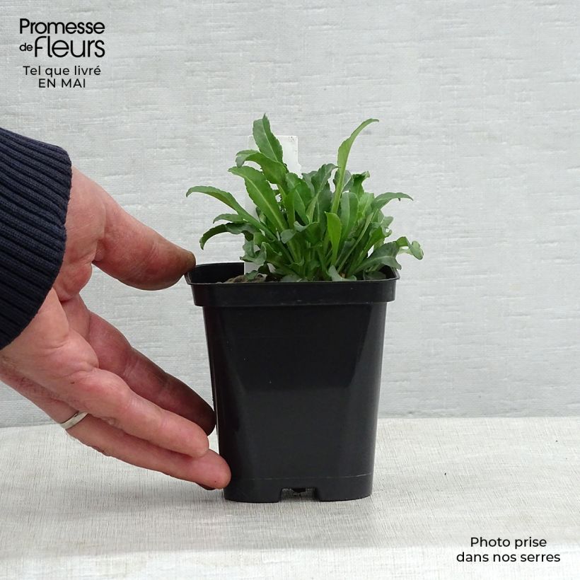 Spécimen de Campanule à feuilles de pêcher - Campanula persicifolia Alba en godet de 9 cm tel que livré au printemps