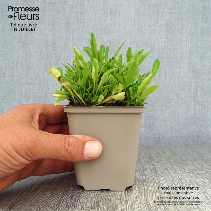 Spécimen de Campanule à feuilles de pêcher - Campanula persicifolia La Belle Blue -  Godet de 8/9 cm tel que livré en été