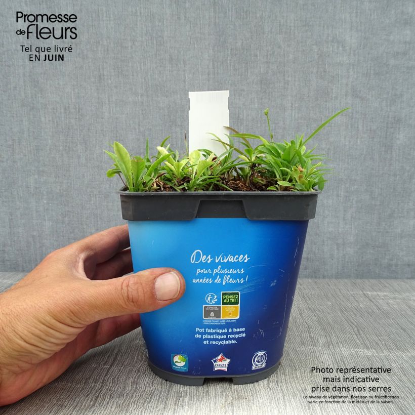 Spécimen de Campanule à feuilles de pêcher - Campanula persicifolia Pot de 2L/3L tel que livré en été