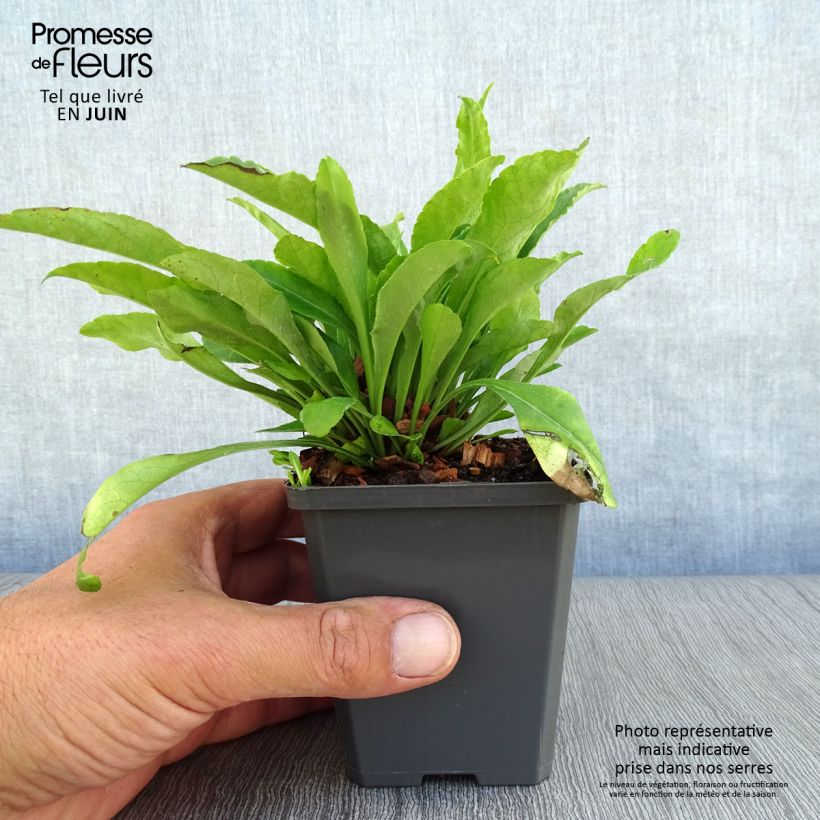 Spécimen de Campanule à feuilles de pêcher - Campanula persicifolia Godet de 8/9 cm tel que livré en été
