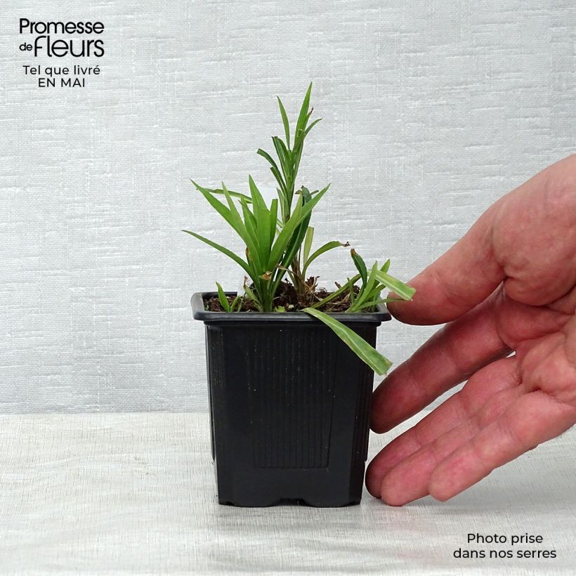 Spécimen de Campanule à feuilles de pêcher - Campanula persicifolia en godet de 9 cm tel que livré au printemps