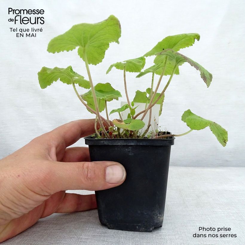 Spécimen de Campanule alliariifolia Godet de 8 cm tel que livré au printemps