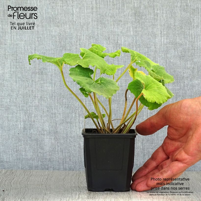 Spécimen de Campanule alliariifolia Godet de 8/9 cm tel que livré en été