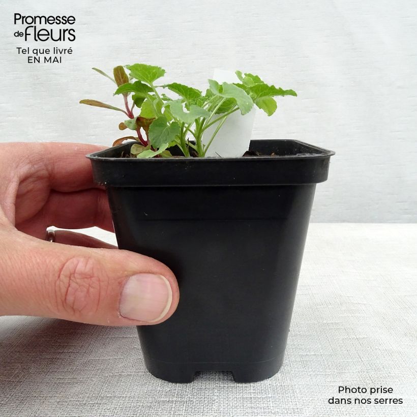 Spécimen de Campanule carpatica Alba - Campanule des Carpates Godet de 8 cm tel que livré au printemps