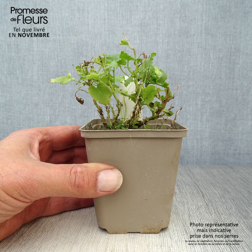 Spécimen de Campanule carpatica Alba - Campanule des Carpates Godet de 8/9 cm tel que livré en automne