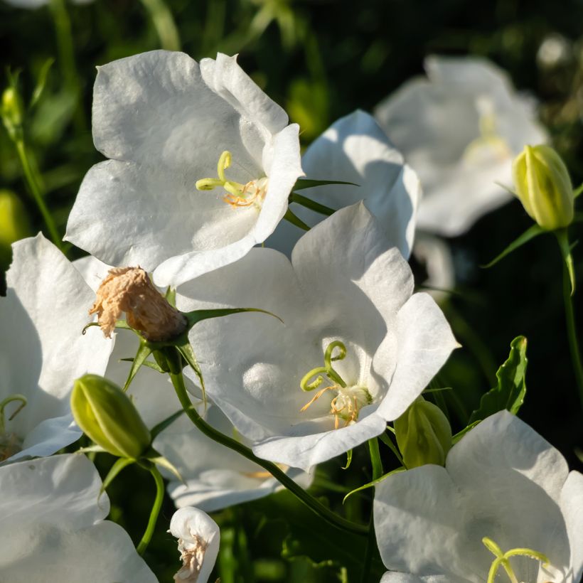 Campanule carpatica Alba - Campanule des Carpates (Floraison)