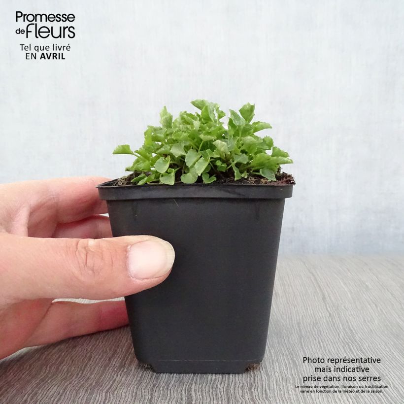 Spécimen de Campanule carpatica - Campanule des Carpates Godet de 8 cm tel que livré au printemps