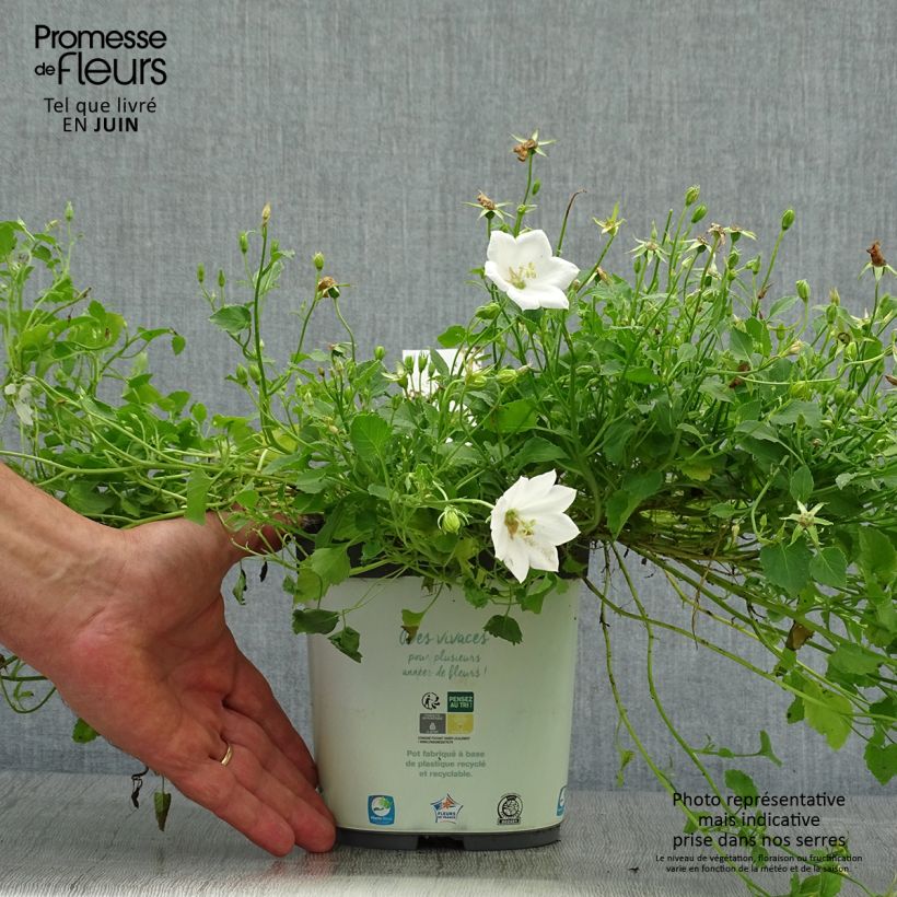 Spécimen de Campanule carpatica Clips blanche - Campanule des Carpates Pot de 2L/3L tel que livré en été