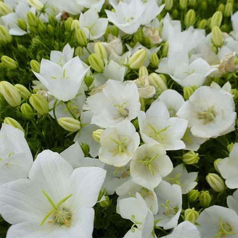 Campanule carpatica Clips blanche - Campanule des Carpates (Floraison)