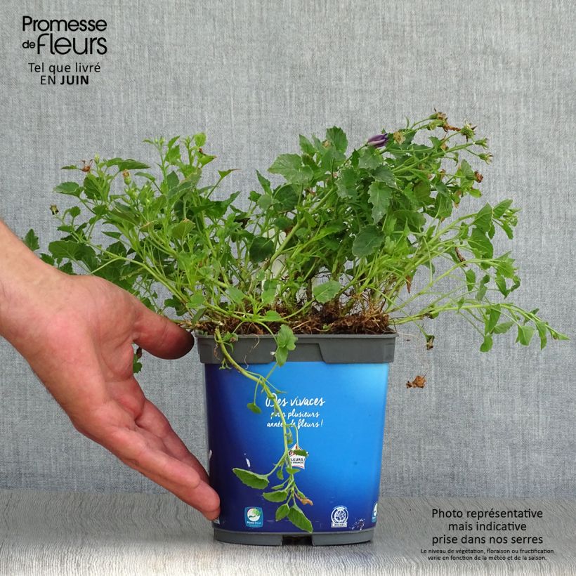 Spécimen de Campanule carpatica Clips bleue - Campanule des Carpates Pot de 2L/3L tel que livré en été