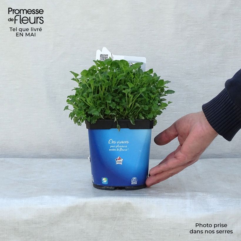 Spécimen de Campanule carpatica Clips bleue - Campanule des Carpates Pot de 2L/3L tel que livré au printemps