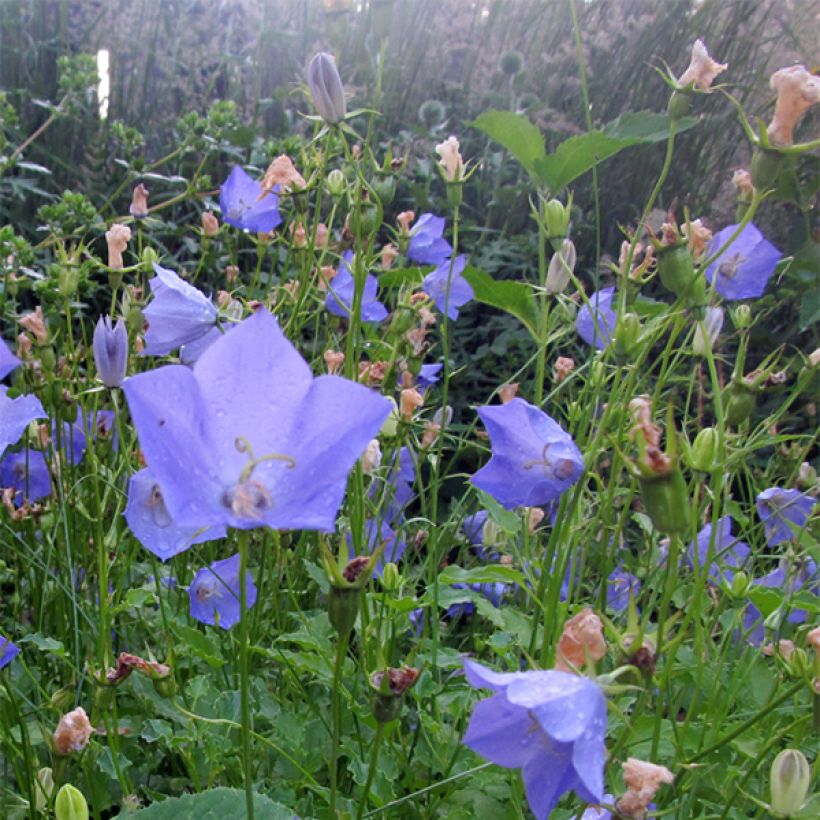 Campanule carpatica Molly Pinsent (Floraison)