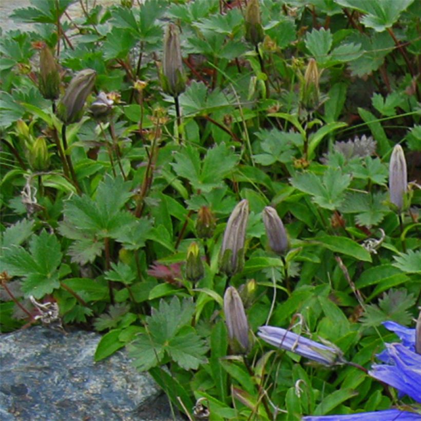 Campanule chamissonii Major (Feuillage)