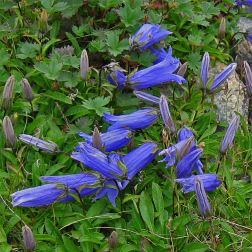 Campanule chamissonii Major (Floraison)