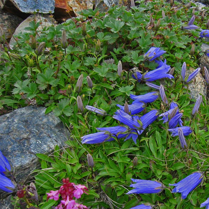 Campanule chamissonii Major (Port)