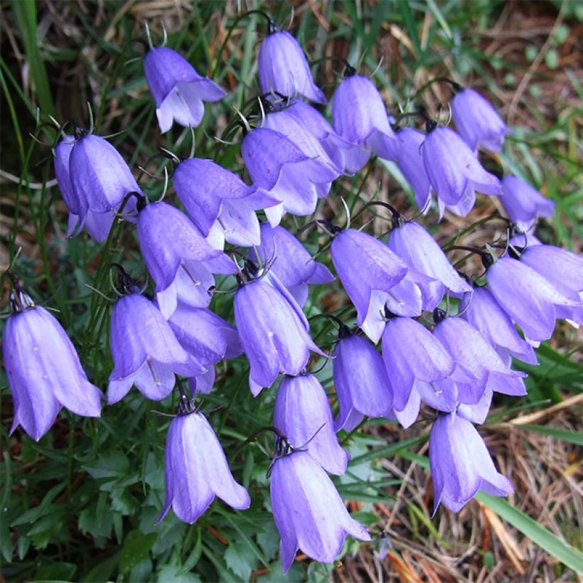 Campanula cochleariifolia - Campanule à feuilles de cochléaire (Floraison)