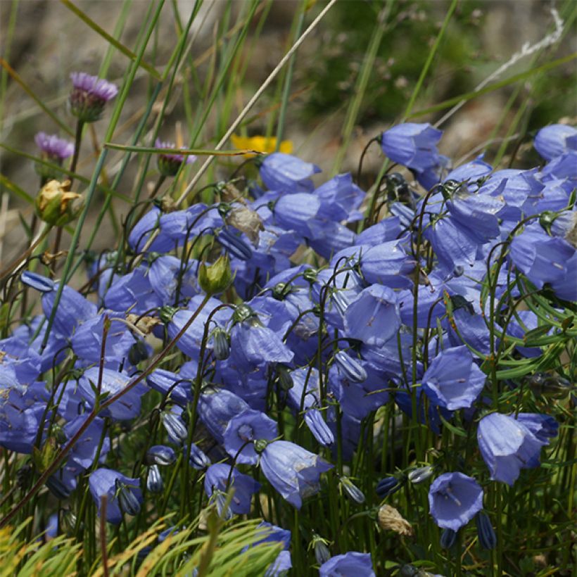 Campanule cochleariifolia Bavaria Blue (Floraison)