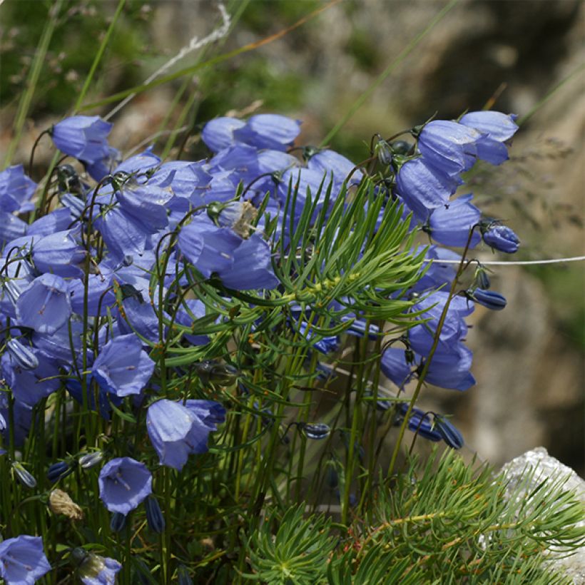 Campanule cochleariifolia Bavaria Blue (Port)