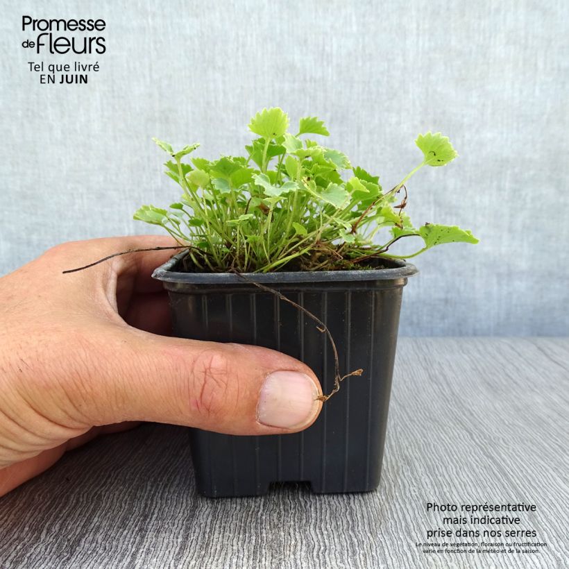 Spécimen de Campanule des murs - Campanula portenschlagiana (muralis) Godet de 7/8 cm tel que livré en été