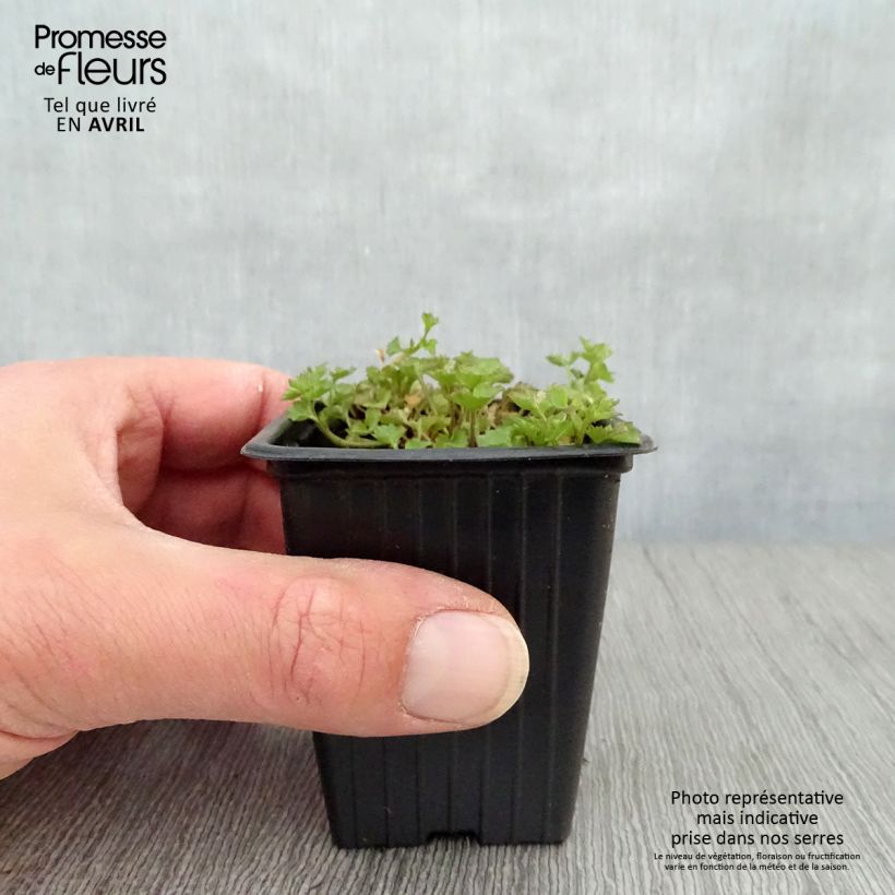 Spécimen de Campanule des murs - Campanula portenschlagiana (muralis) en godet de 7 cm tel que livré au printemps