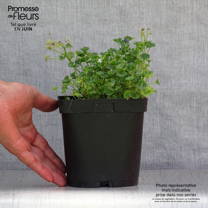 Spécimen de Campanule des murs - Campanula portenschlagiana (muralis) Pot de 2L/3L tel que livré en été