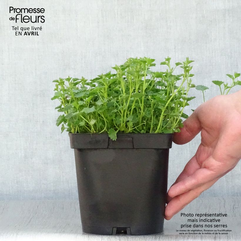 Spécimen de Campanule des murs - Campanula portenschlagiana (muralis) en pot de 2 litres tel que livré au printemps