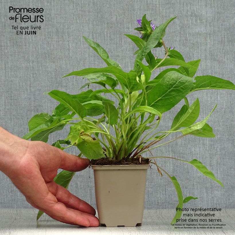 Spécimen de Campanule glomerata Acaulis - Campanule à bouquets Godet de 8/9 cm tel que livré en été