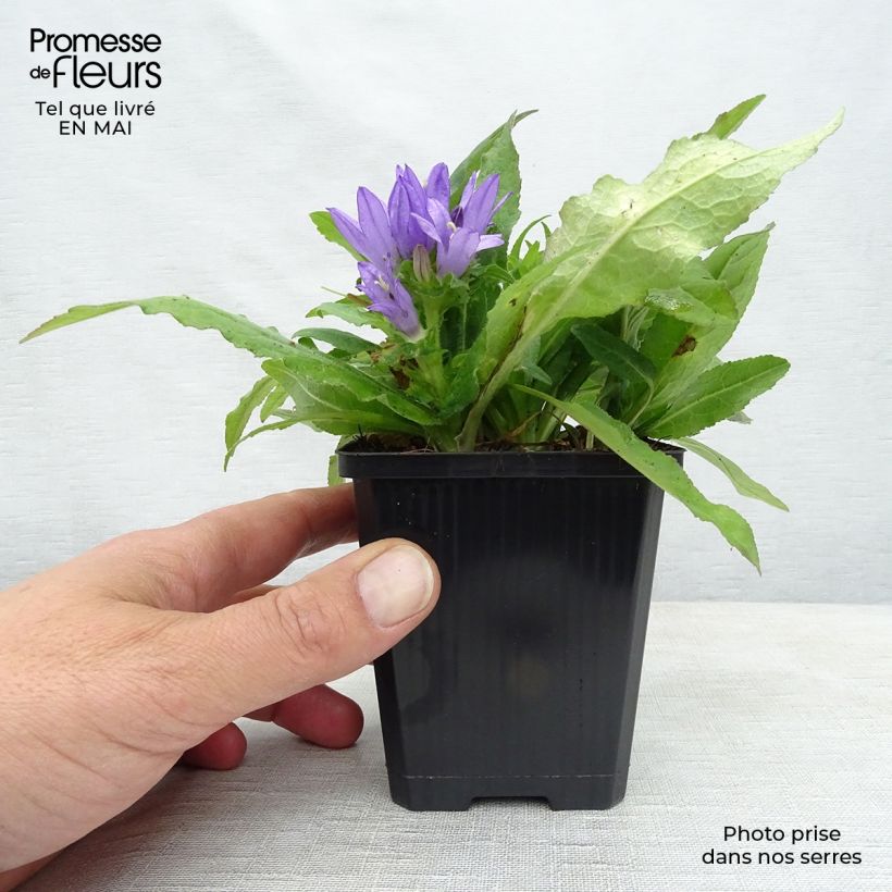 Spécimen de Campanule glomerata Acaulis - Campanule à bouquets Godet de 9cm tel que livré au printemps