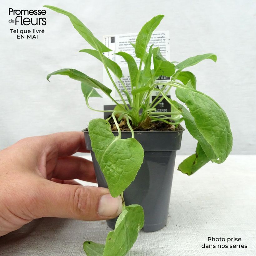 Spécimen de Campanule glomerata Alba Godet de 8 cm tel que livré au printemps