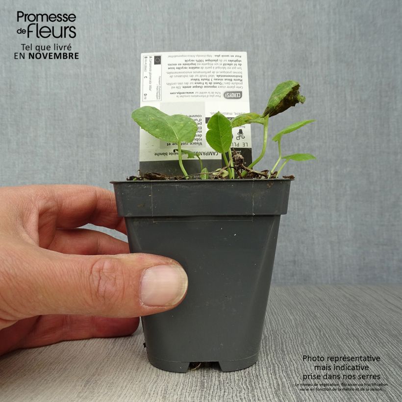Spécimen de Campanule glomerata Alba Godet de 8/9 cm tel que livré en automne