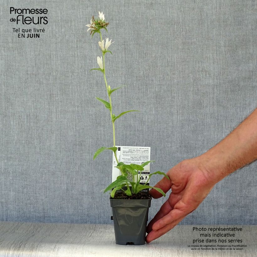 Spécimen de Campanule glomerata Alba Godet de 8/9 cm tel que livré en été