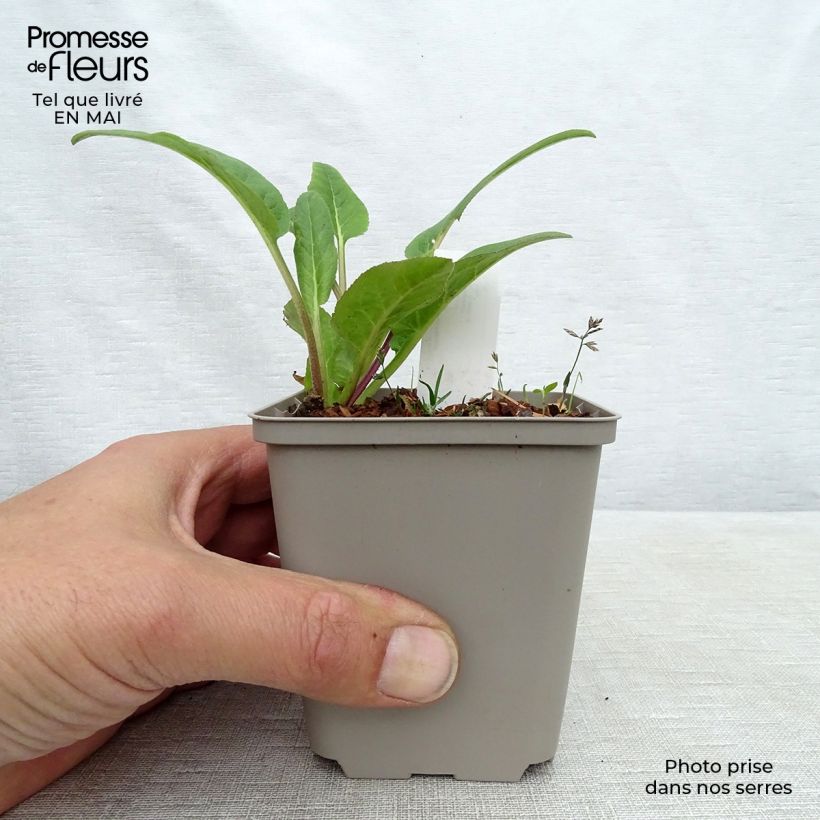 Spécimen de Campanule glomerata Caroline Godet de 9cm tel que livré au printemps