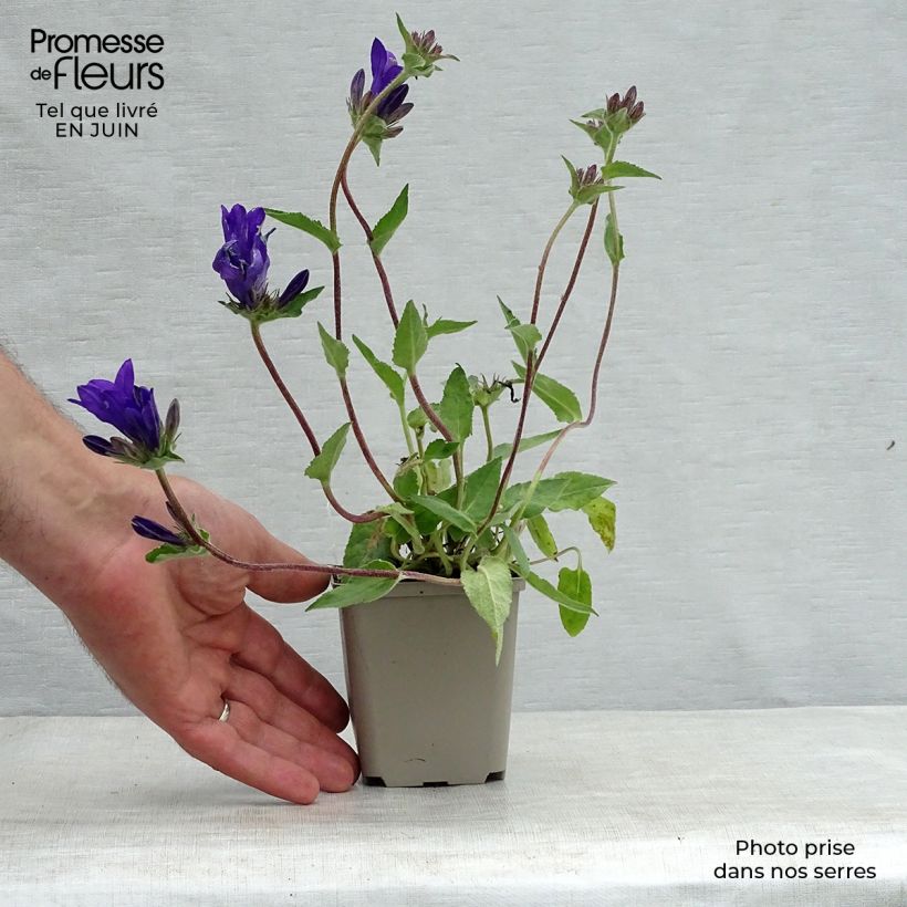 Spécimen de Campanule glomerata Joan Elliot - Campanule à Bouquet  Godet de 8/9 cm tel que livré en été