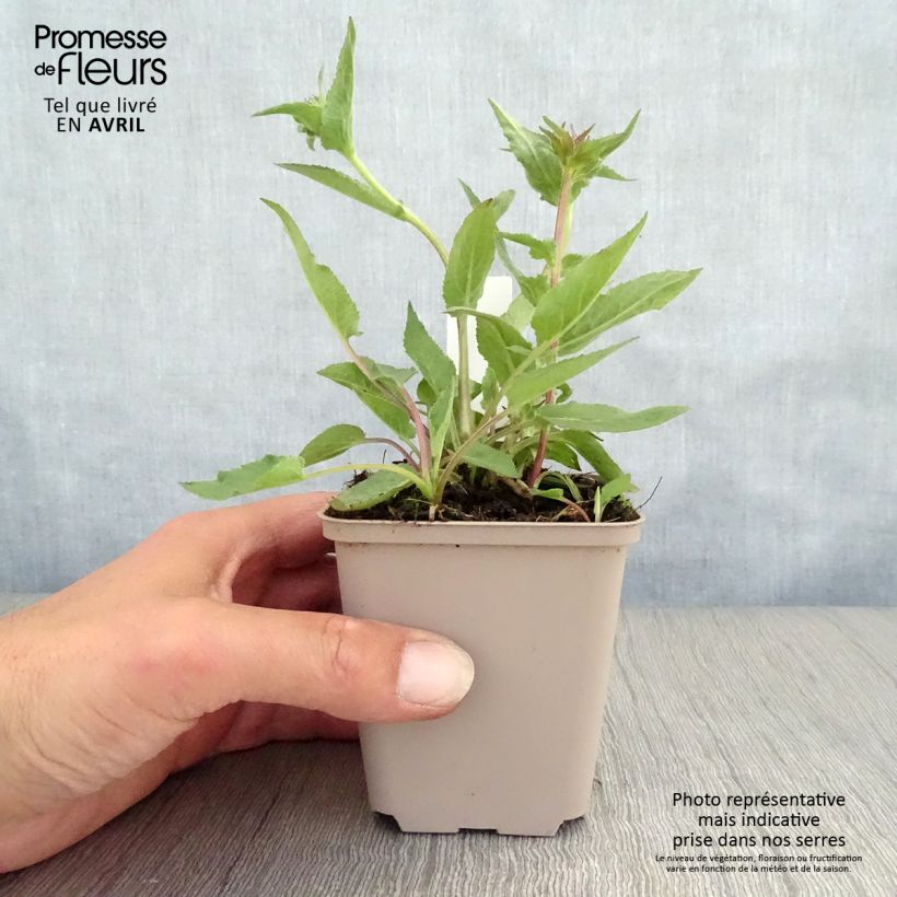 Spécimen de Campanule glomerata Joan Elliot - Campanule à Bouquet  Godet de 9cm tel que livré au printemps