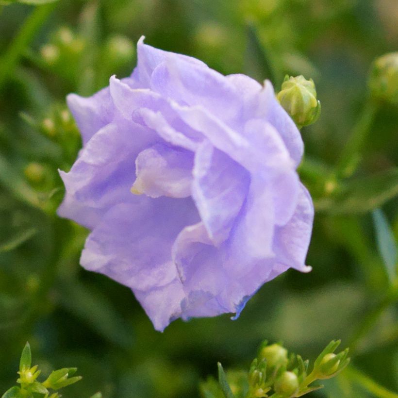 Campanule haylodgensis Plena (Floraison)