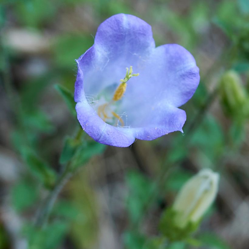 Campanule haylodgensis Yvonne (Floraison)