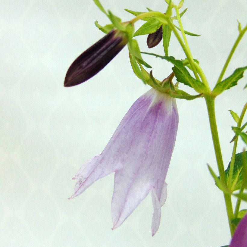 Campanule hybride - Campanula Iridescent Bells (Floraison)