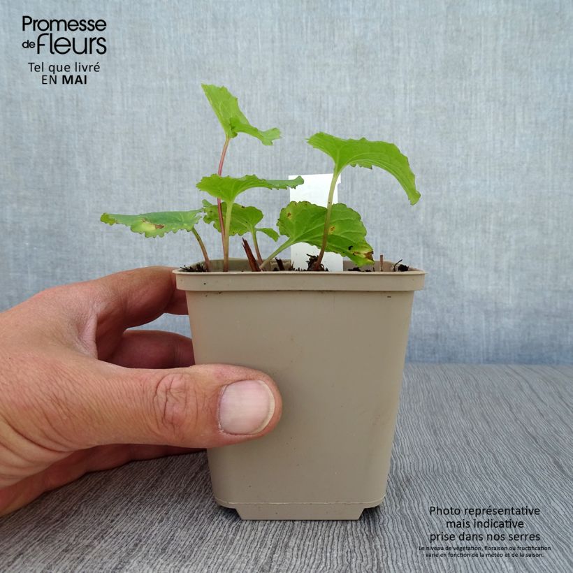 Spécimen de Campanule hybride - Campanula Iridescent Bells Godet de 9cm tel que livré au printemps