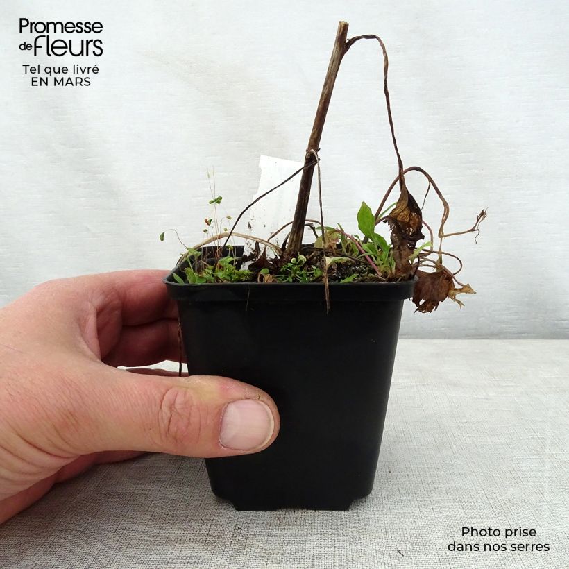 Spécimen de Campanule hybride Pink Octopus Godet de 9cm tel que livré au printemps