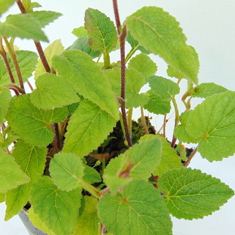 Campanule hybride Ringsabell Mulberry Rose (Feuillage)