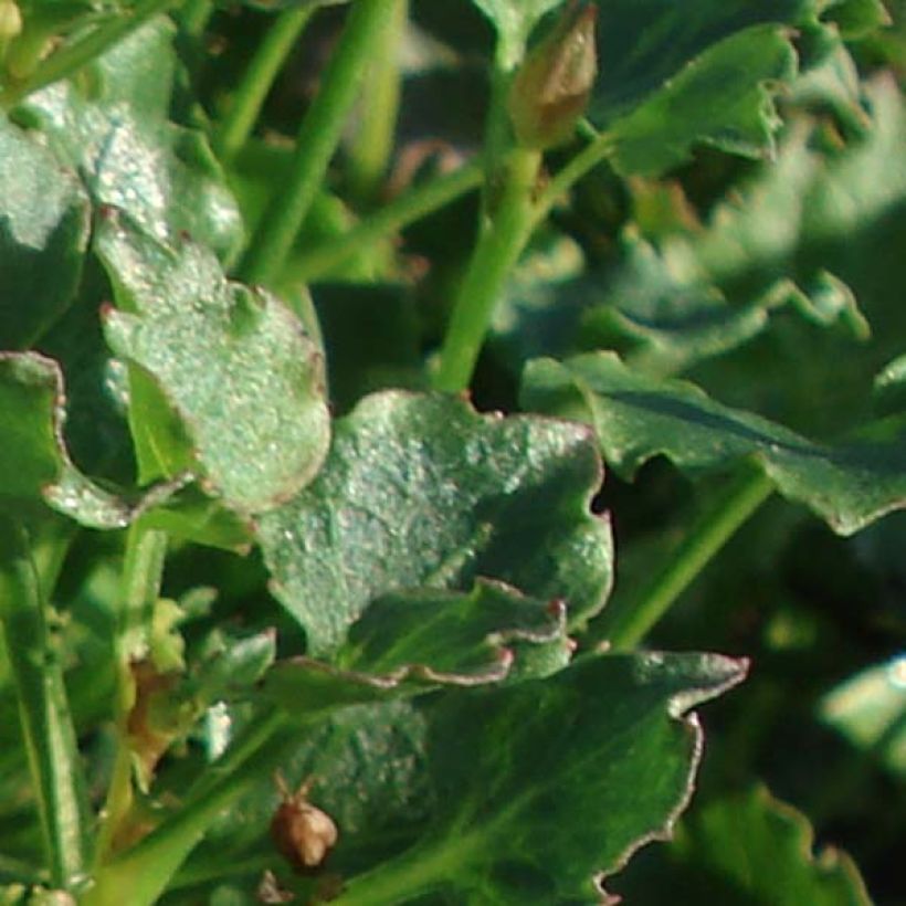 Campanule - Campanula Royal Wave (Feuillage)