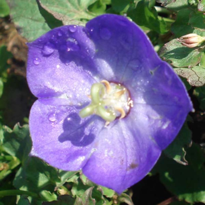 Campanule - Campanula Royal Wave (Floraison)