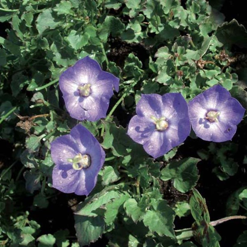 Campanule - Campanula Royal Wave (Port)