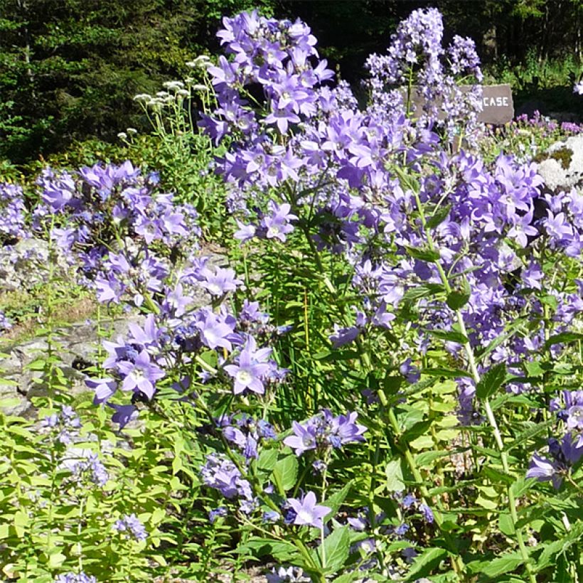 Campanule lactiflora - Campanule laiteuse (Floraison)