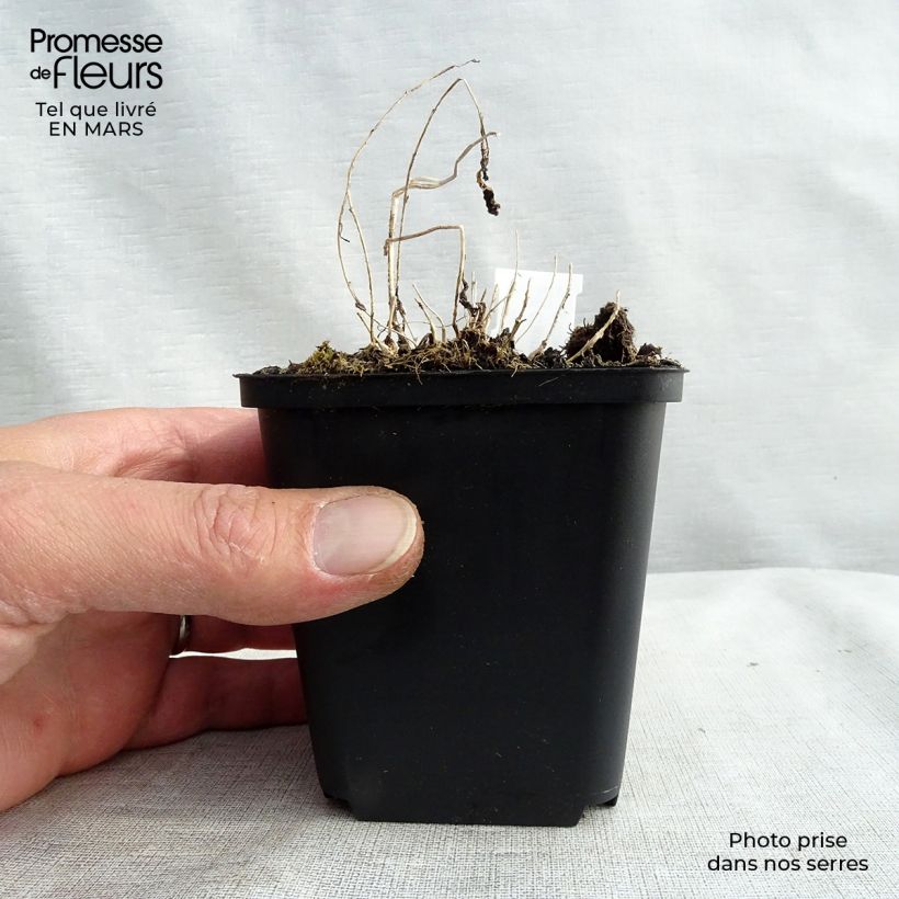 Spécimen de Campanule lactiflora - Campanule laiteuse Godet de 9cm tel que livré au printemps