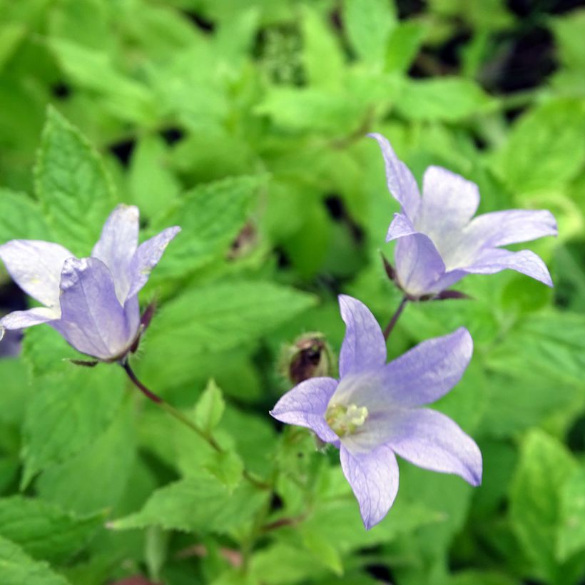 Campanule lactiflora Prichard s variety Campanule laiteuse bleue (Floraison)