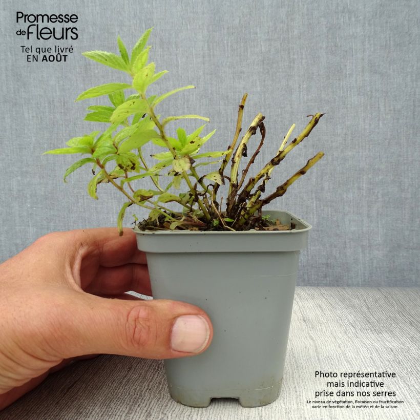 Spécimen de Campanule lactiflora Prichard s variety Campanule laiteuse bleue Godet de 8/9 cm tel que livré en été