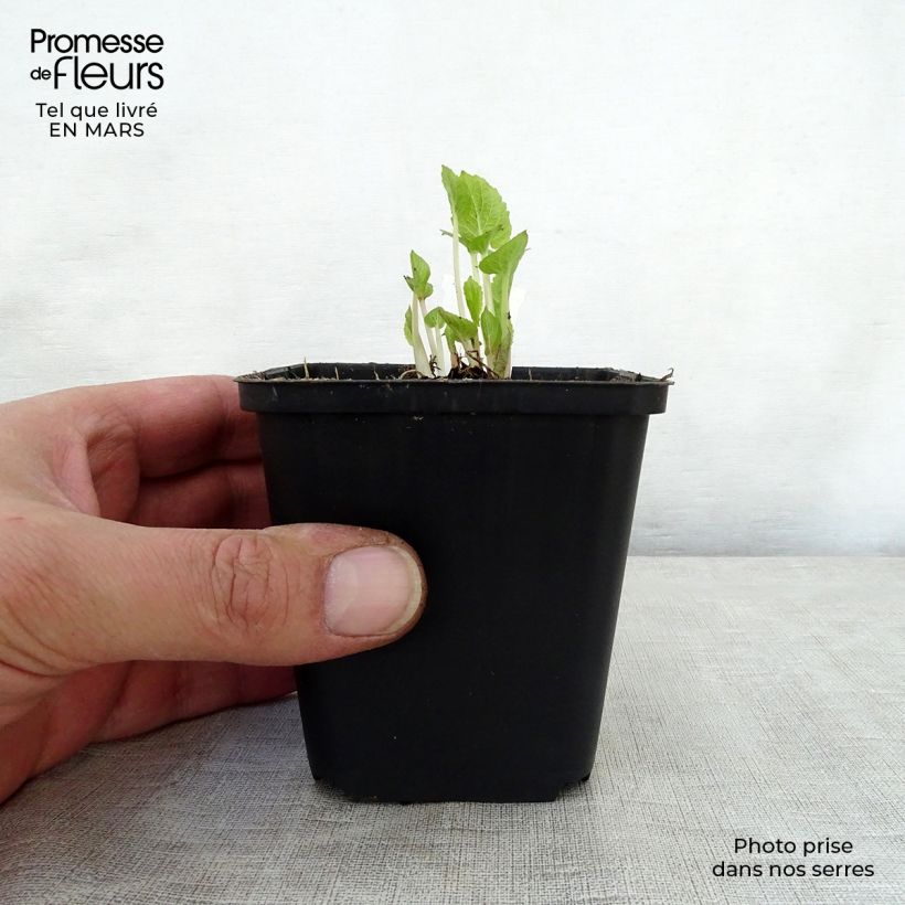 Spécimen de Campanule latifolia var. macrantha Godet de 9cm tel que livré au printemps